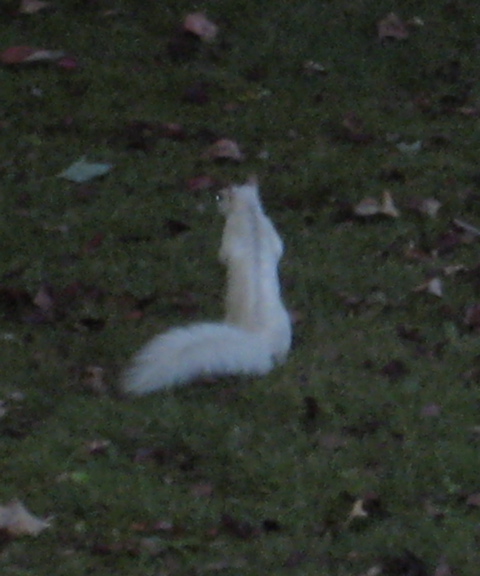 whitesquirrel.JPG